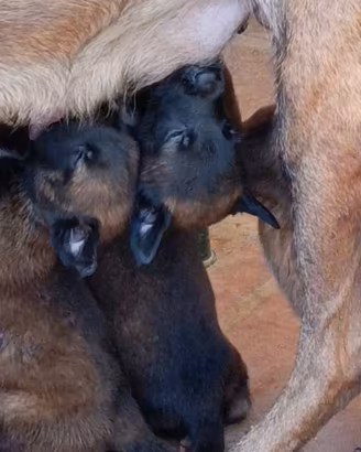 Splendidi cuccioli di Pastore Belga Malinois