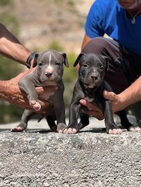 American pitbull terrier