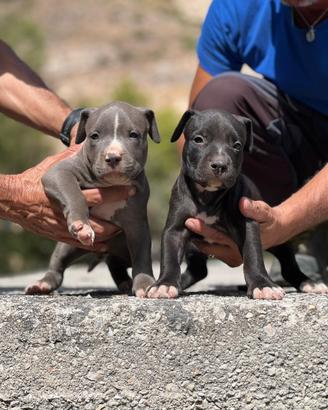American pitbull terrier