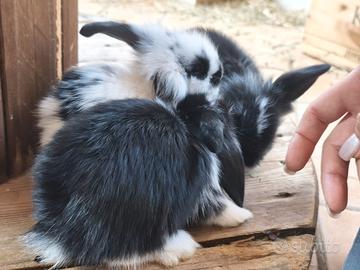 Cuccioli di conigli nani Ariete
