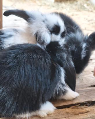 Cuccioli di conigli nani Ariete
