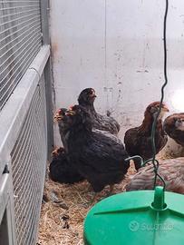 Coppie di galline araucana, pulcini e galli