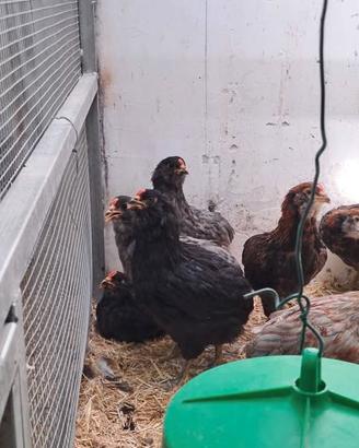 Coppie di galline araucana, pulcini e galli