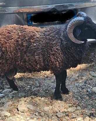 Montoni di 1 anno Skudde x D'ouessant