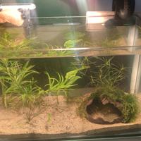 acquarietto completo