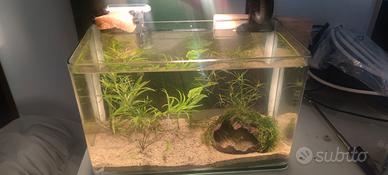 acquarietto completo