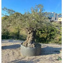 Piante di ulivo