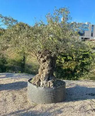 Piante di ulivo