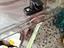Immagine 5