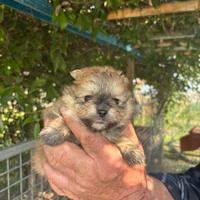 Spitz Volpino di Pomerania