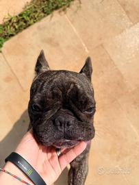 Stallone Bulldog Francese per Accoppiamento