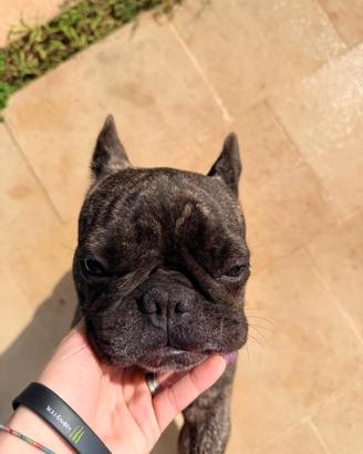 Stallone Bulldog Francese per Accoppiamento