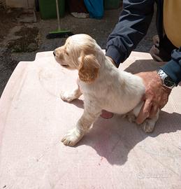 Cuccioli cuccioli cuccioli
