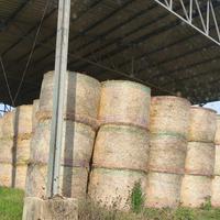 Fieno di prato naturale e fieno seminato loietto