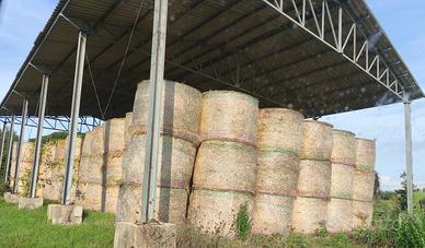 Fieno di prato naturale e fieno seminato loietto