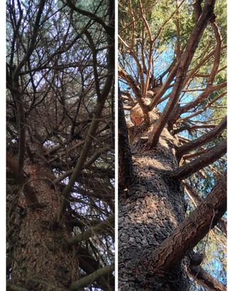 Arboricoltore