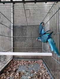 Coppia riproduttiva parrocchetto monaco