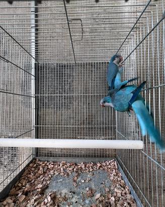 Coppia riproduttiva parrocchetto monaco