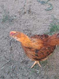 Galli