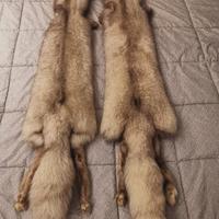 due stole di volpe argentata 