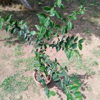 pino nespolo e altre piante