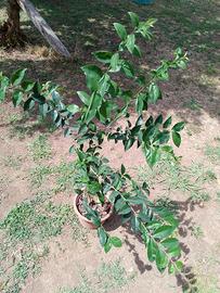 pino nespolo e altre piante