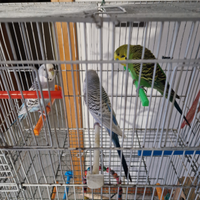 Pappagallino cocirite