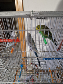 Pappagallino cocirite