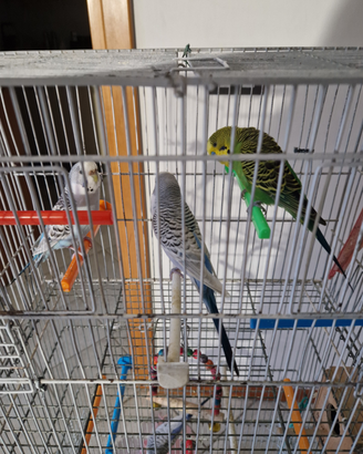 Pappagallino cocirite