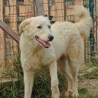 Lello, cucciolone di 11 mesi, taglia media