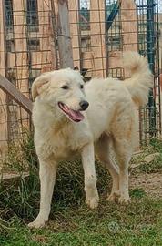 Lello, cucciolone di 11 mesi, taglia media