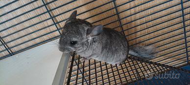Cuccioli cincillà di 6 mesi