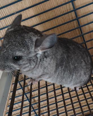Cuccioli cincillà di 6 mesi