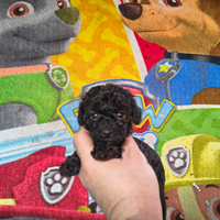 Barboncino mini toy nero maschio e femmina