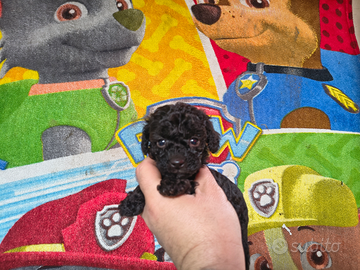 Barboncino mini toy nero maschio e femmina