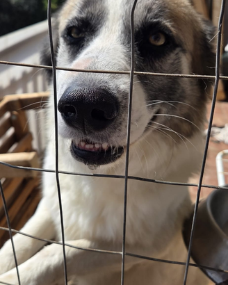 Cane di 5 anni