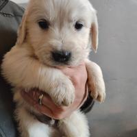 Ultimo Golden retriever cucciolo PEDIGREE ENCI