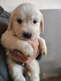 Ultimo Golden retriever cucciolo PEDIGREE ENCI