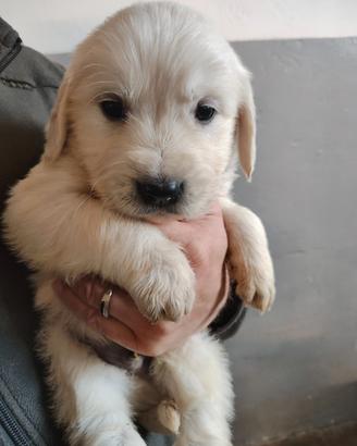 Ultimo Golden retriever cucciolo PEDIGREE ENCI