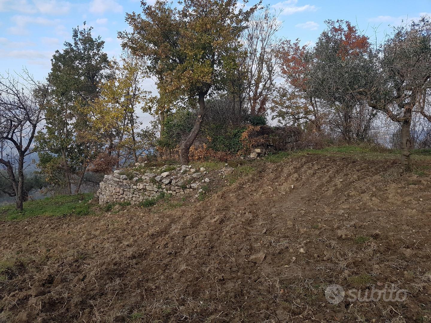 Uliveto con porzione di rudere 5200mq - Vista 3