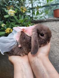 Holland Lop