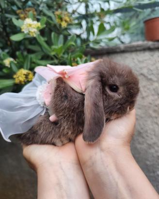 Holland Lop