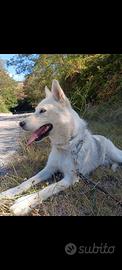 SIBERIAN HUSKY