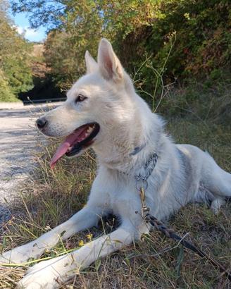 SIBERIAN HUSKY