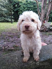 Lagotto romagnolo
