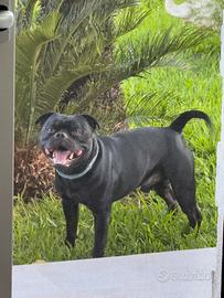 Pitbull staffordshire per monte