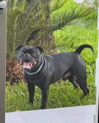 Pitbull staffordshire per monte