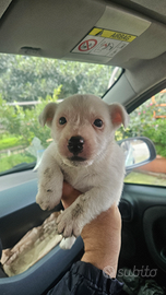 Cucciolo jack russel