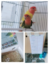 Tutti in attesa di un evento . INSEPARABILI