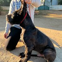 Cucciolo di cane corso